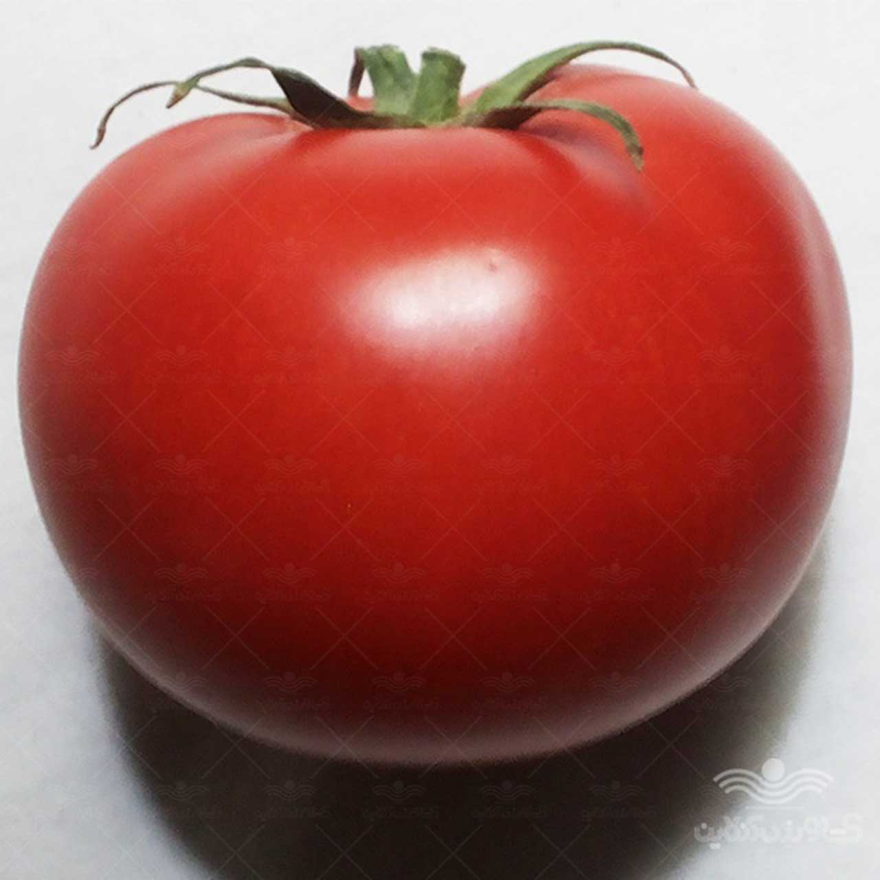 بذر گوجه فرنگی گرد کارون هیبرید F1 از شرکت نیکرسون هلند 5000 عددی 2