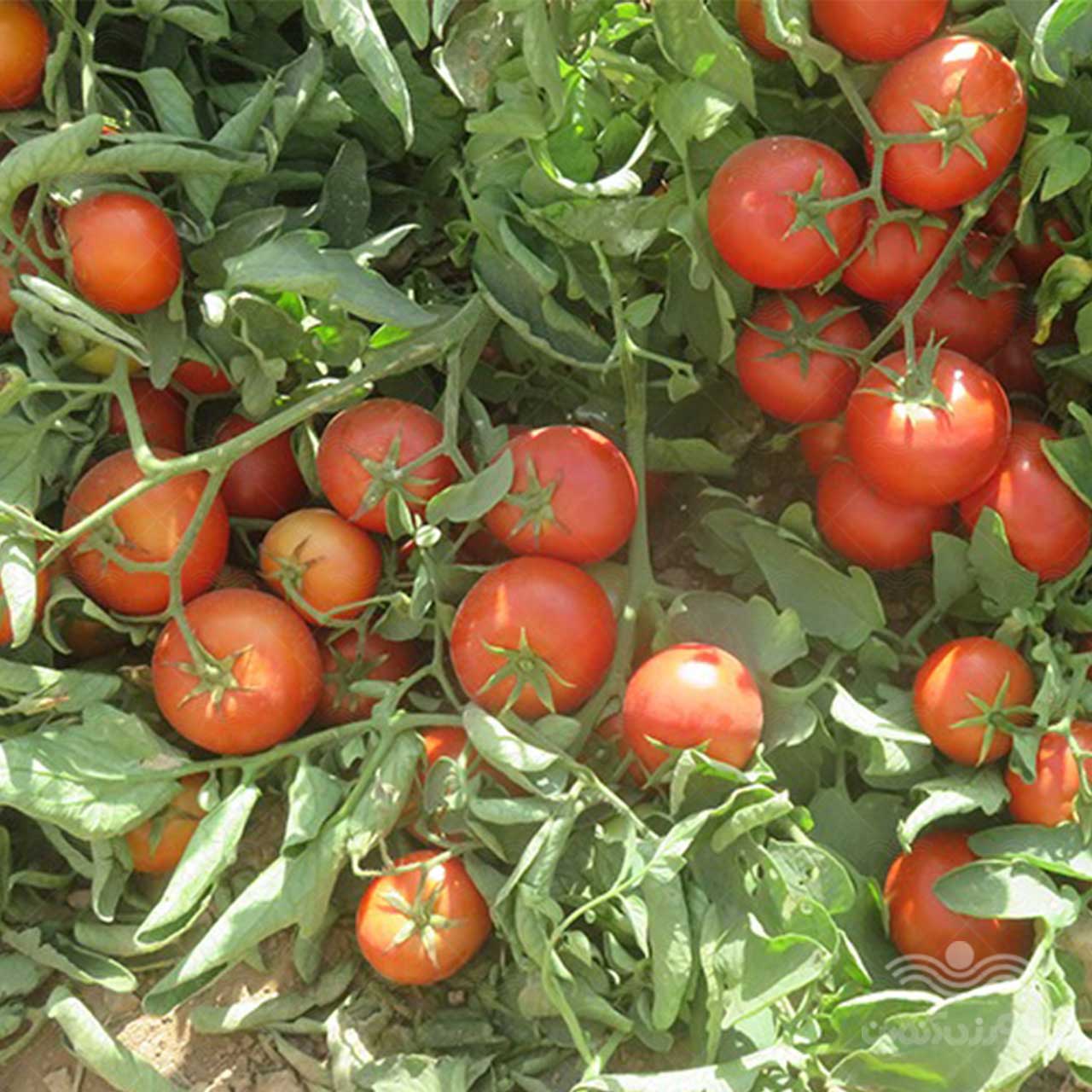بذر گوجه فرنگی گرد کارون هیبرید F1 از شرکت نیکرسون هلند 5000 عددی 3