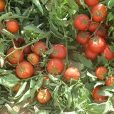 عکس کوچک بذر گوجه فرنگی گرد کارون هیبرید F1 از شرکت نیکرسون هلند 5000 عددی 3