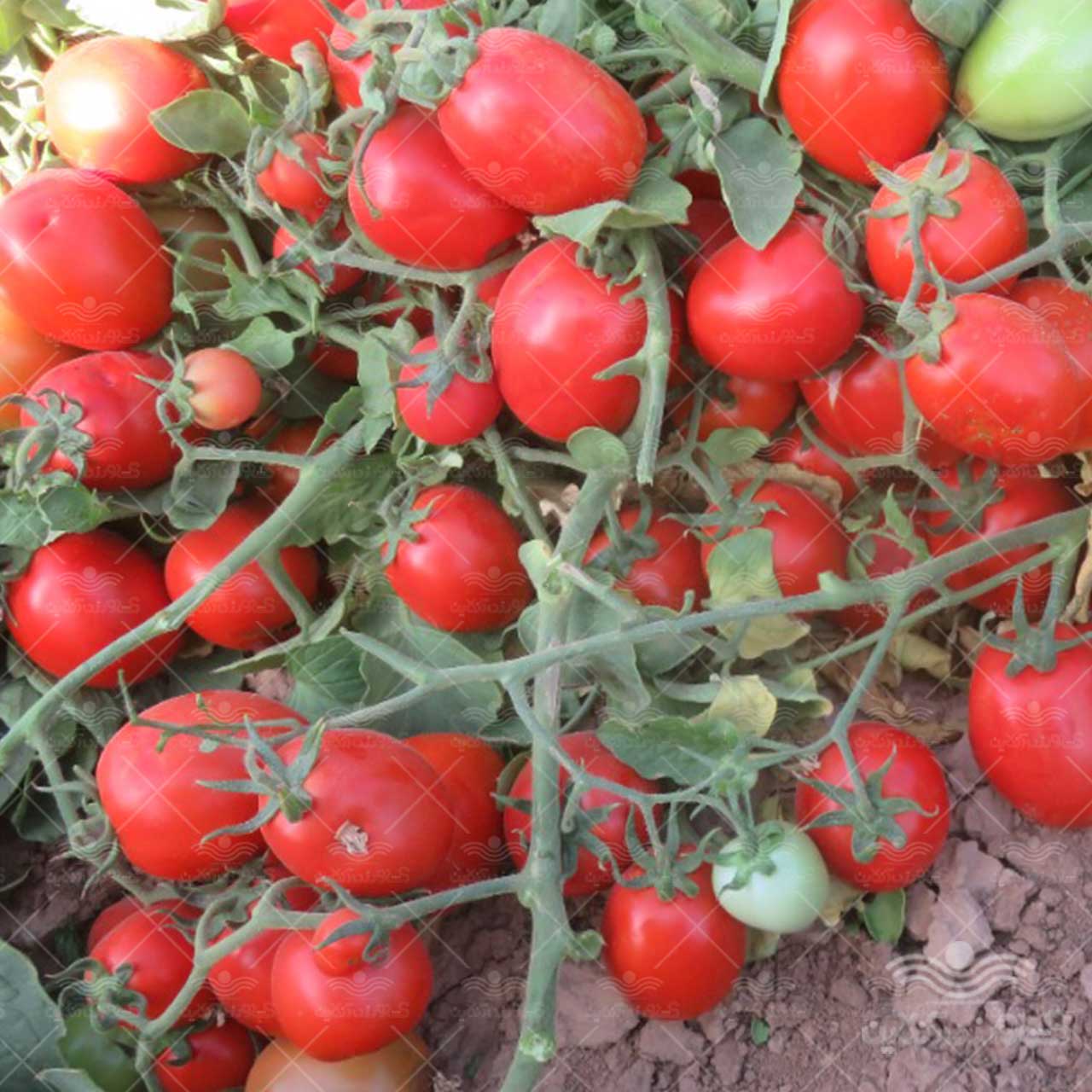بذر گوجه فرنگی ارند هیبرید F1 از شرکت نیکرسون هلند 5000 عددی 2