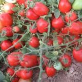 عکس کوچک بذر گوجه فرنگی ارند هیبرید F1 از شرکت نیکرسون هلند 5000 عددی 2