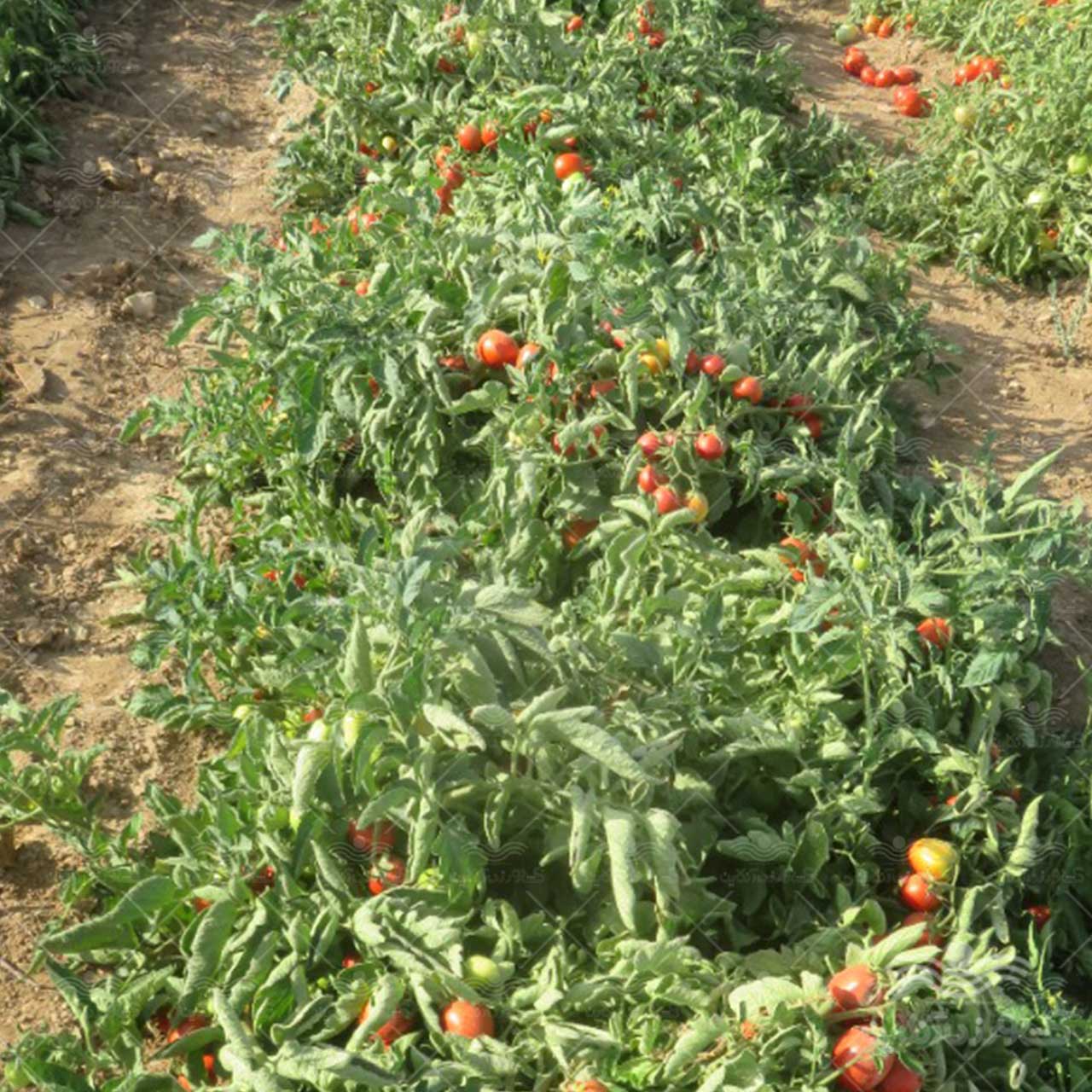 بذر گوجه فرنگی ارند هیبرید F1 از شرکت نیکرسون هلند 5000 عددی 4