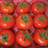 عکس کوچک بذر گوجه گلخانه ای پردیس نیکرسون هلند 500 عددی 1
