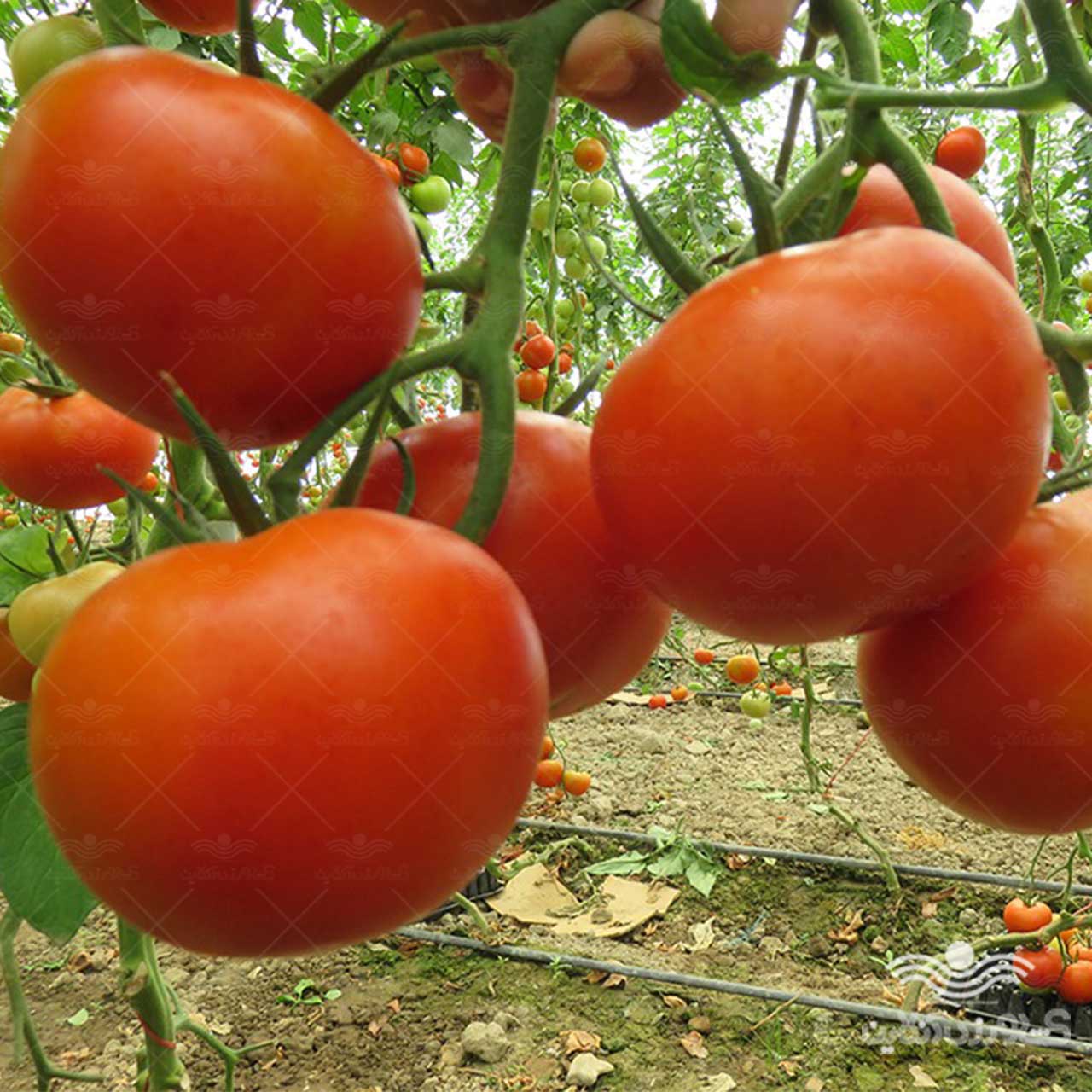بذر گوجه گلخانه ای پردیس نیکرسون هلند 500 عددی 2
