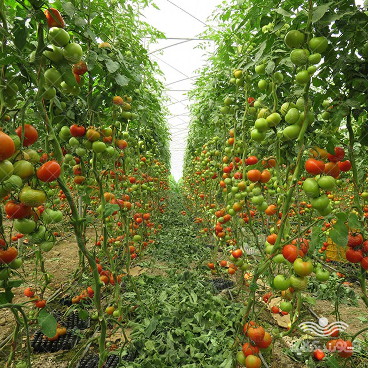 بذر گوجه گلخانه ای پردیس نیکرسون هلند 500 عددی 3