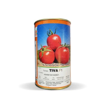 بذر گوجه فرنگی پربار تیوا مشابه گوجه بریویو 5 هزار عددی پلت شده