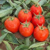 عکس کوچک بذر گوجه فرنگی یارا از شرکت سن مارتین آمریکا مشابه بدرو فلات 5000 عددی 2