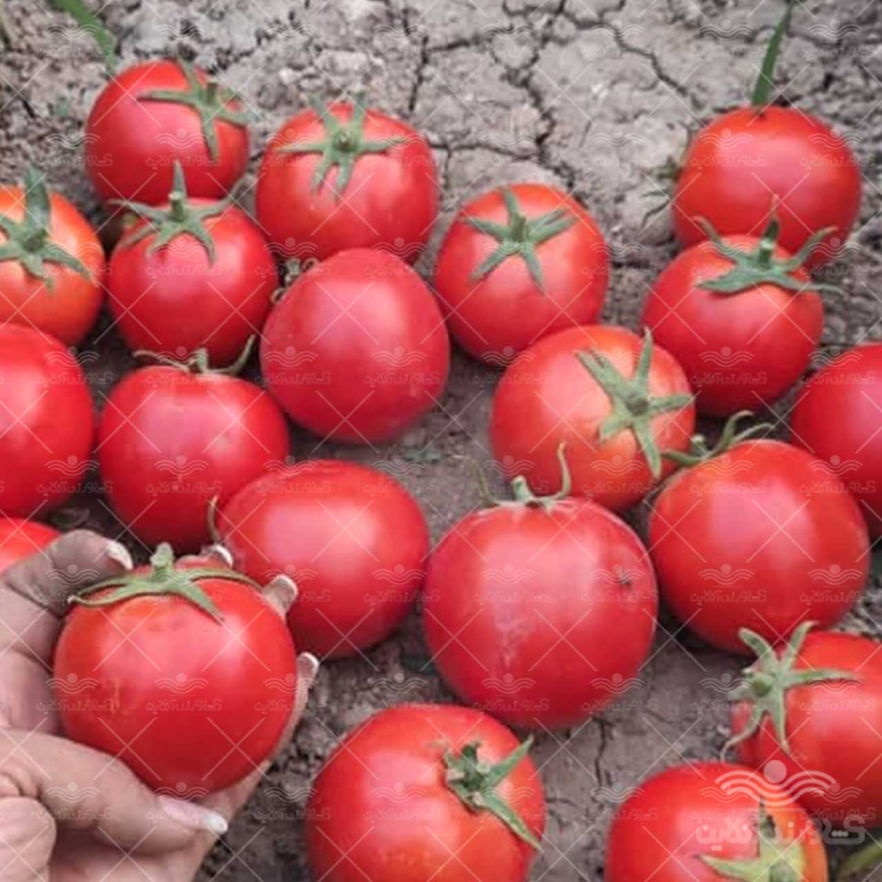 بذر گوجه فرنگی یارا از شرکت سن مارتین آمریکا مشابه بدرو فلات 5000 عددی 3