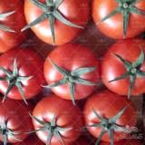 عکس کوچک بذر گوجه فرنگی درختی والنسیا خانگی