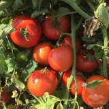 عکس کوچک بذر گوجه فرنگی ریوگرند مونارک فرانسه 25 گرمی دستی خانگی