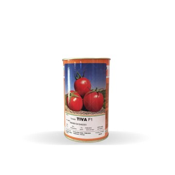 بذر گوجه فرنگی پربار تیوا مشابه گوجه بریویو 5 هزار عددی پلت شده