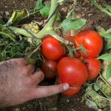 عکس کوچک بذر گوجه گلخانه ای پرگل سندی هلند 1000 عددی 2