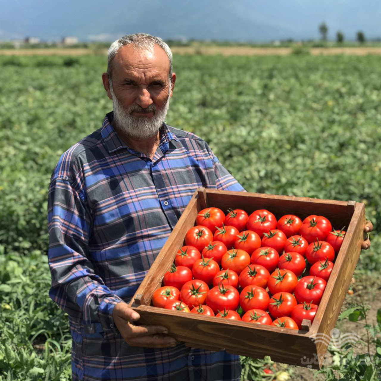 بذر گوجه فرنگی نرو تیپ گرد صادراتی 5000 عددی 2