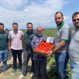عکس کوچک بذر گوجه فرنگی نرو تیپ گرد صادراتی 5000 عددی 3