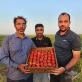عکس کوچک بذر گوجه فرنگی زودرس پربار مارس تیپ بلوکی 5000 عددی 3