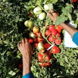 عکس کوچک بذر گوجه فرنگی هیبرید پارس 5 هزار عددی 3