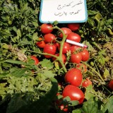 عکس کوچک بذر گوجه فرنگی هیبرید پارس 5 هزار عددی 4