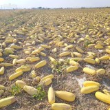 عکس کوچک بذر کدو آجیلی هیبرید باراک 1000 عددی 4