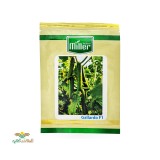 عکس کوچک بذر خیار گلخانه ای پرگل گالاردو