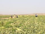 عکس کوچک بذر ملون فضای باز بارنگ گریفاتون فرانسوی 500 گرمی 4
