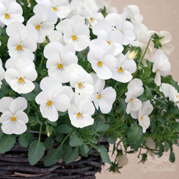 بذر گل بنفشه سفید