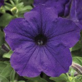 عکس کوچک بذر گل اطلسی آبی