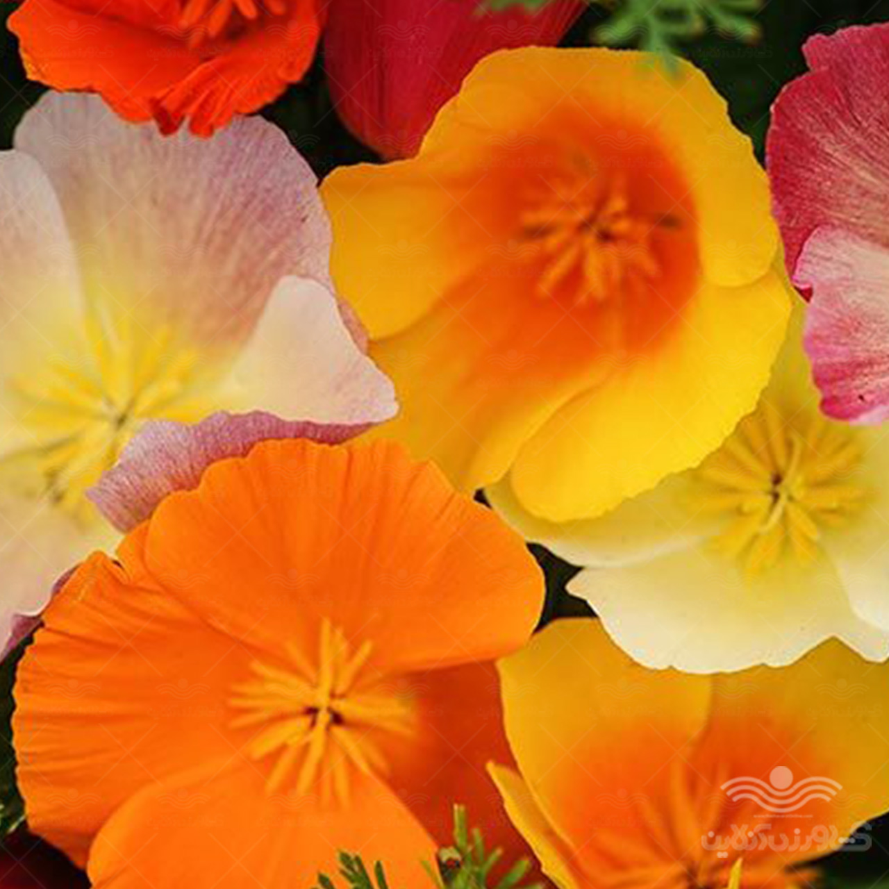 بذر گل شقایق کالیفرنیایی الوان وانیاسید