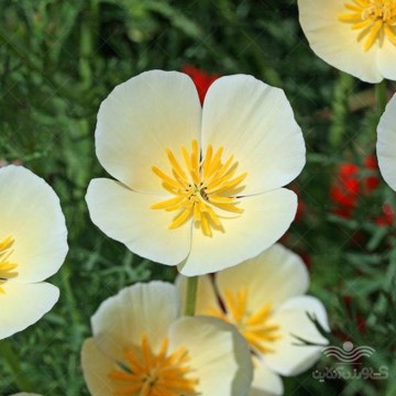 بذر گل شقایق کالیفرنیایی پا کوتاه سفید وانیاسید
