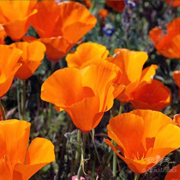 بذر گل شقایق کالیفرنیایی پا کوتاه نارنجی وانیاسید