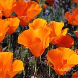 عکس کوچک بذر گل شقایق کالیفرنیایی پا کوتاه نارنجی وانیاسید