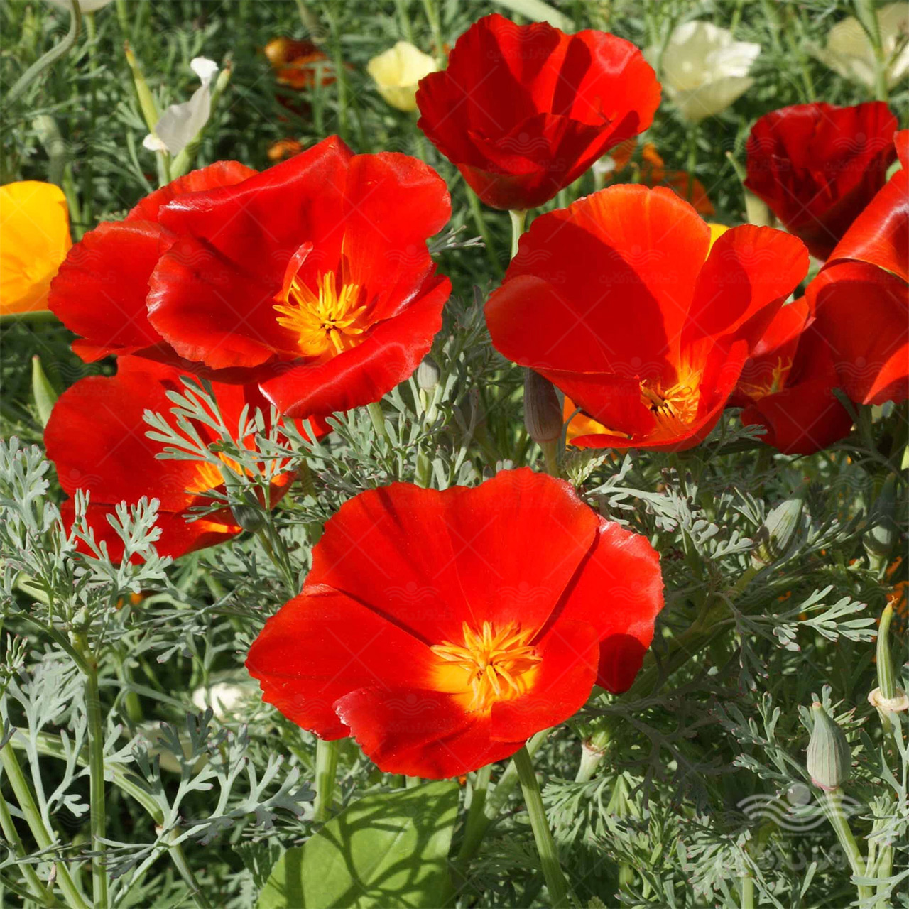 بذر گل شقایق کالیفرنیایی قرمز