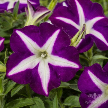 بذر گل اطلسی بنفش ستاره ای وانیا‌سید