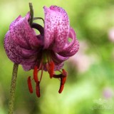 عکس کوچک بذر گل سوسن چلچراغ عنکبوتی بنفش وانیاسید