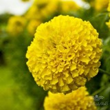 عکس کوچک بذر گل جعفری زرد 3