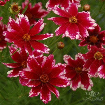 بذر گل کوریوپسیس اشرفی قرمز