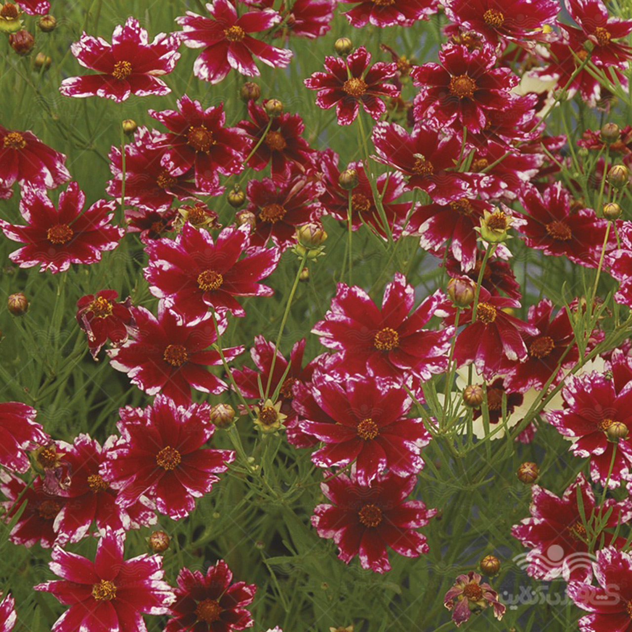 بذر گل کوریوپسیس اشرفی قرمز 2
