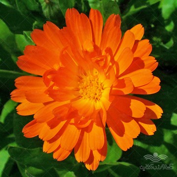 بذر گل همیشه بهار نارنجی