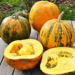 بذر کدو پوست کاغذی ببری آرکا بذر ایرانیان 0