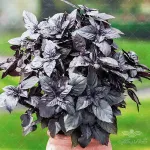 بذر ریحان سیاه آرکا بذر ایرانیان 0