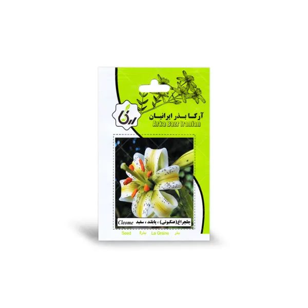 بذر چلچراغ پابلند سفید آرکا بذر ایرانیان