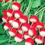 بذر تربچه گرد دو رنگ ایتالیایی 0