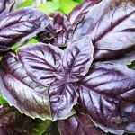 بذر ریحان خوش عطر ویولتا ایتالیایی 0