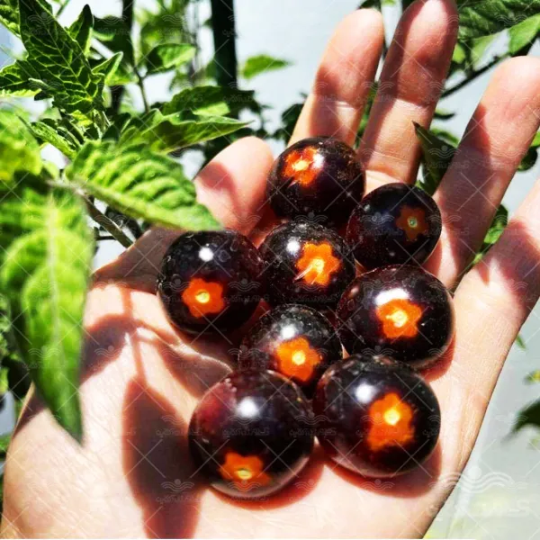بذر گوجه بلوبری ایتالیایی