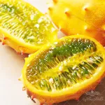 بذر خیار آفریقایی ایتالیایی 0