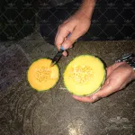 بذر ملون گلخانه ای جگوار F1 تیپ جانا 3