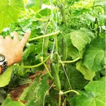 بذر خیار گلخانه ای تک گل تالیسیا نانهمز 500 عددی 4