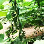 بذر خیار گلخانه ای تک گل تالیسیا نانهمز 500 عددی 5