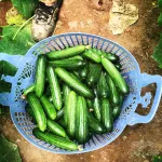 بذر خیار گلخانه ای تک گل تالیسیا نانهمز 500 عددی 6