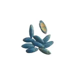 بذر خیار گلخانه ای ام آر سی 07 خانگی 10 عددی 0