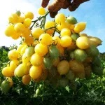 بذر گوجه فرنگی گیلاسی زرد دیوانه آمریکایی 0
